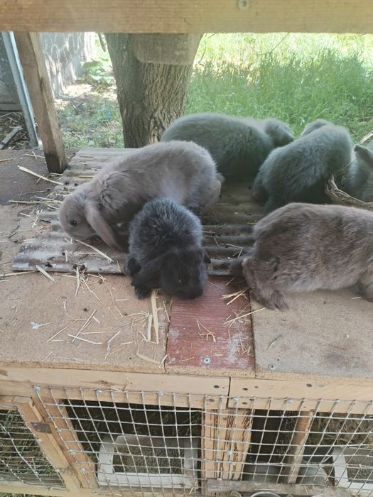 Крольчата 2,5 месяца фб
