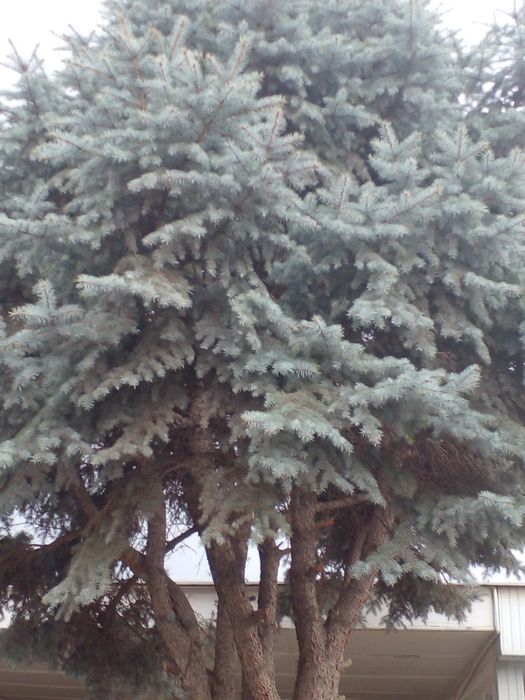 Голубая ел 7 метр большой дерево