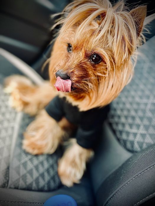 Мъжко Йорки на 4г