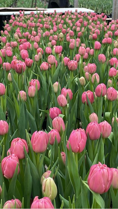 Тюльпаны Голландия