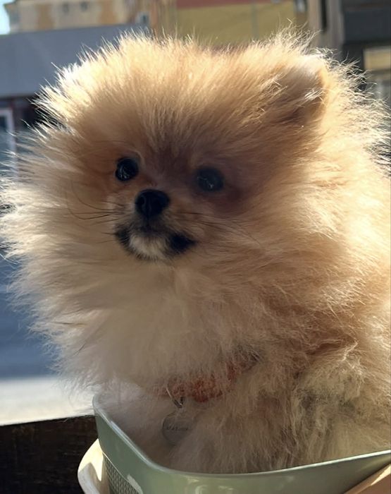 Vand caine Pomeranian