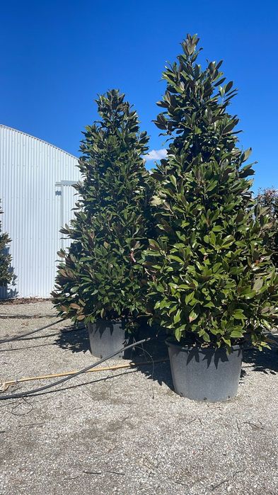 Magnolia grandiflora tufa și copac