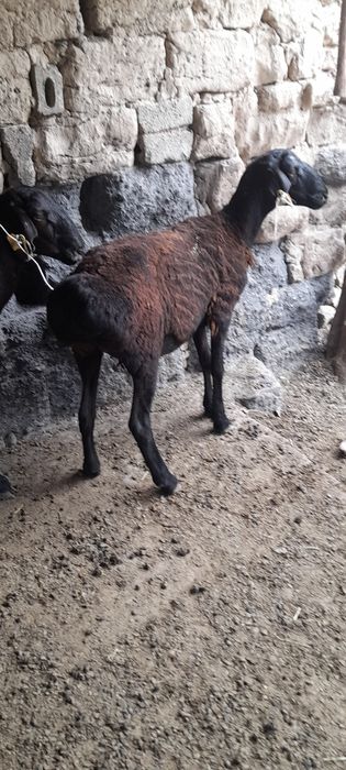 Ұрғашы тоқтылар екеу