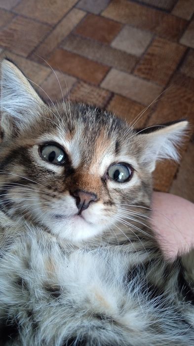 Отдам в хорошие руки котят
