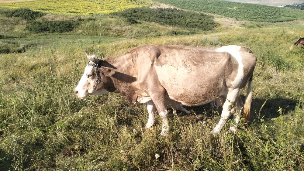 Vaca buna de lapte de vanzare