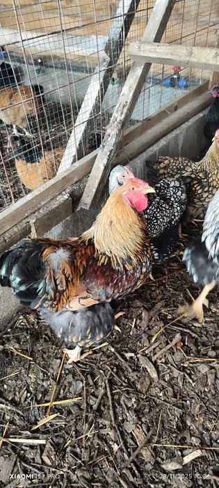 Găină Wyandotte gsg gold 1 buc