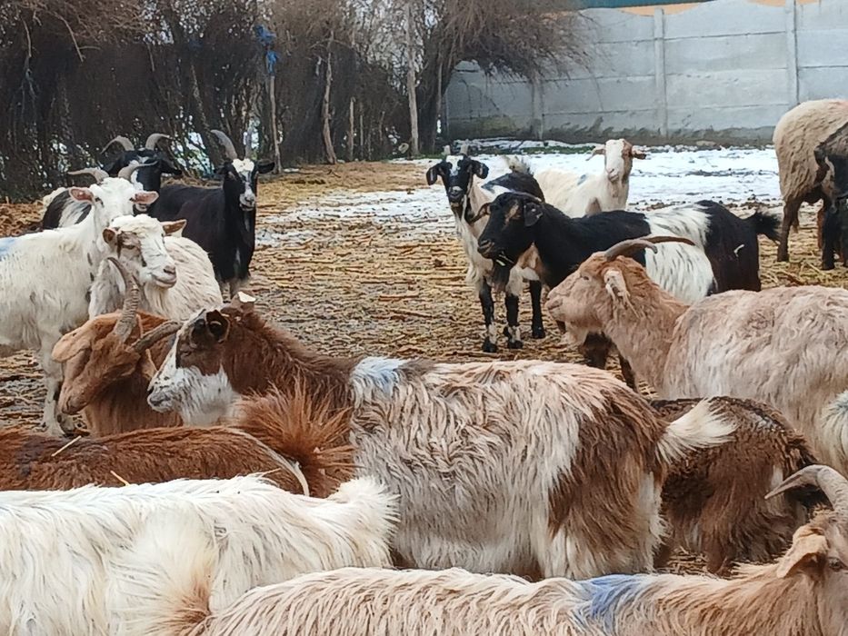 Vând capre tinere si oi carabase