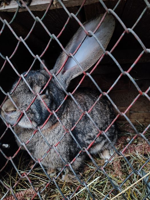 Iepuroaice Uriaș German