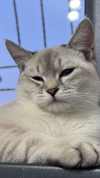 British Shorthair mushuk sotiladi