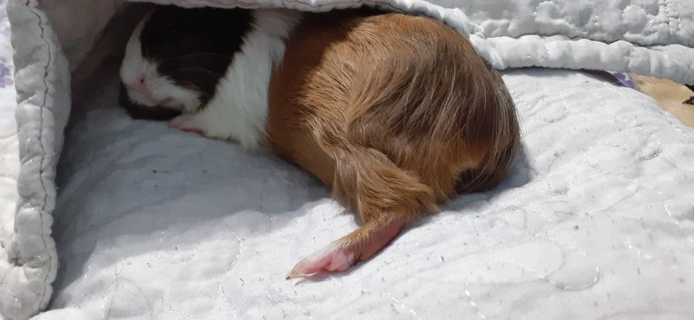 Donez porcușor de Guineea – maro cu alb