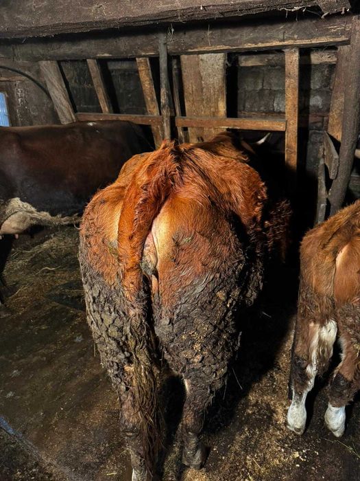 Vaca de vanzare 2 ani