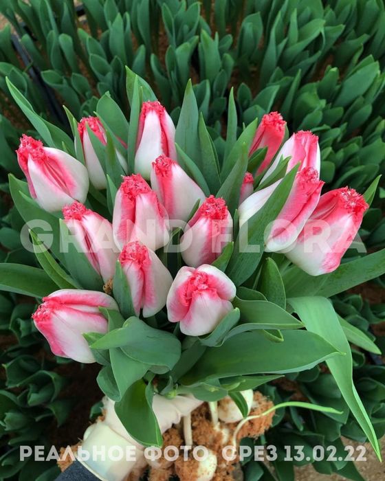 Тюльпаны ОПТОМ по лучшей цене!