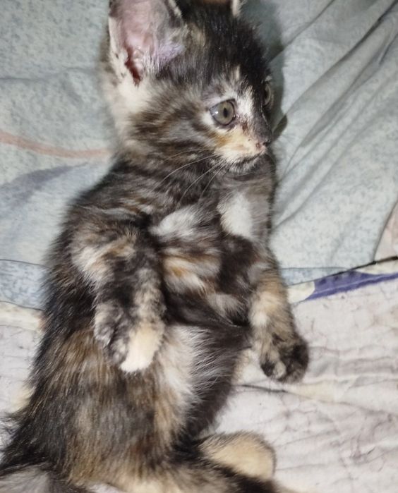 котята в добрые руки!