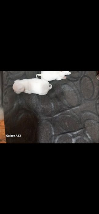Мини чихуахуа.