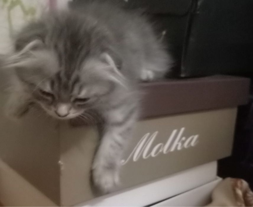 Продам котенка девочку