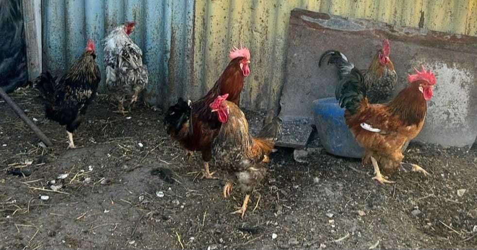 продам молодых петухов