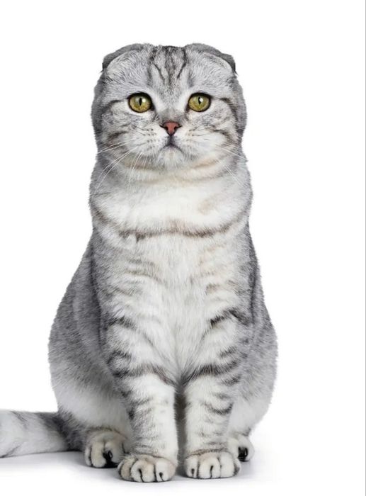 Tozza qon scotish fold kafolat bor tel qilishdan avval mushuk db sms y