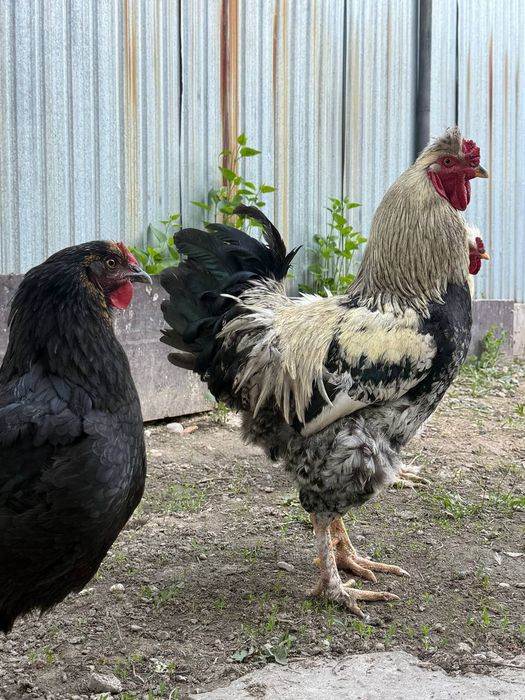 Петух хохлатый молодой