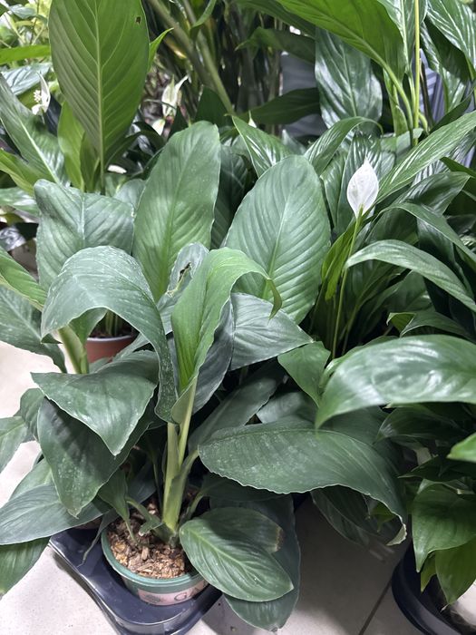 Женское счастье недорого