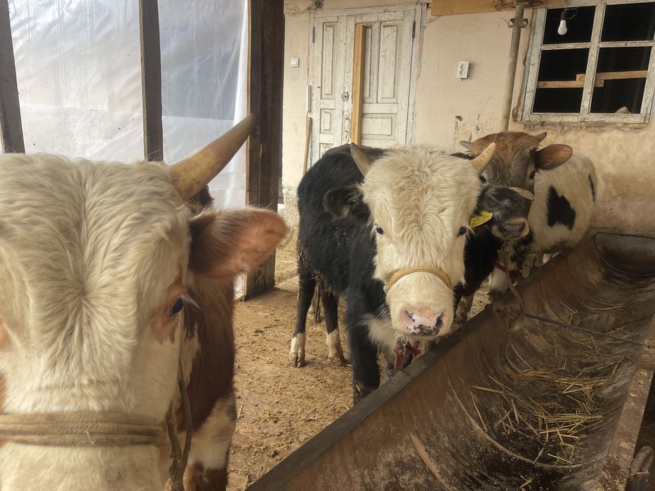 Өгіз бұқа еркек бұзау