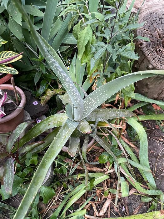 Продам комнатные цветы