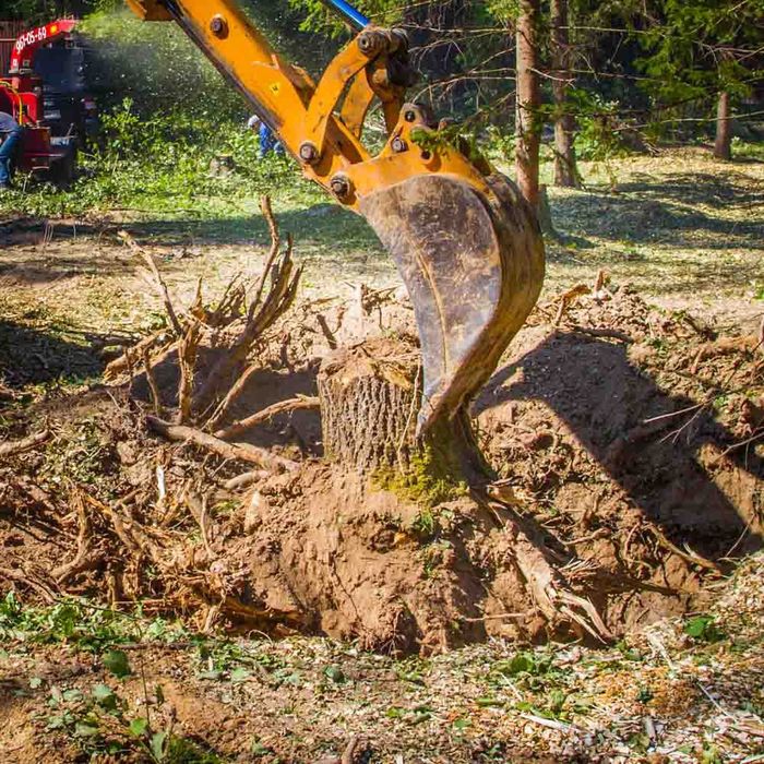 Спил, кронирование, опилка, выкорчевывание.