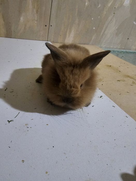 Декоративные Кролики