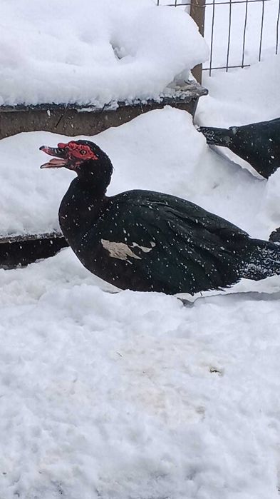 rate moscovit ciocolata ,negru salbatic