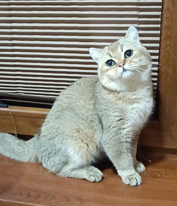 Британские коты шиншиллы