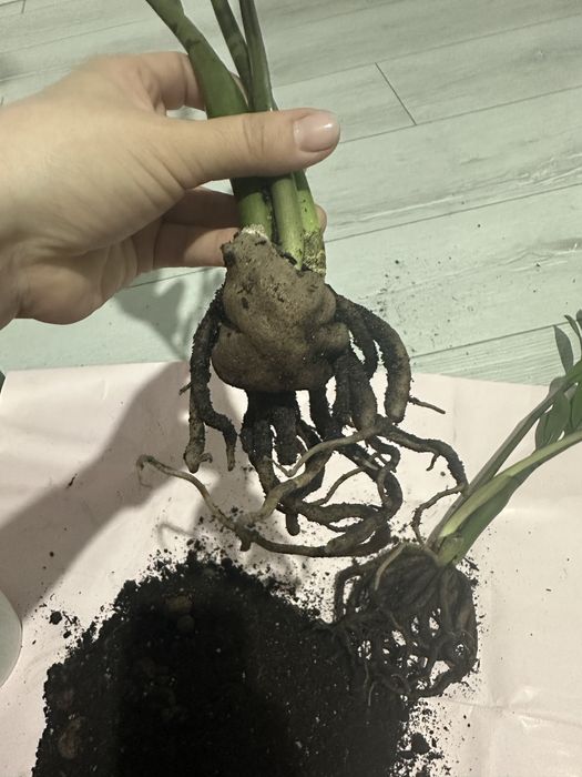 замиокулькас / долларовое дерево