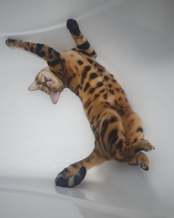 Вязка бенгальской кошки