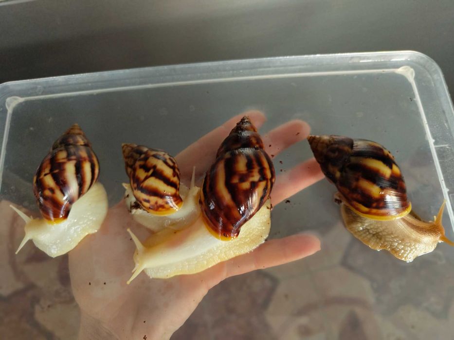 Улитки ахатины продажа