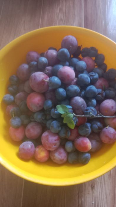 Продам дачу общество Лада