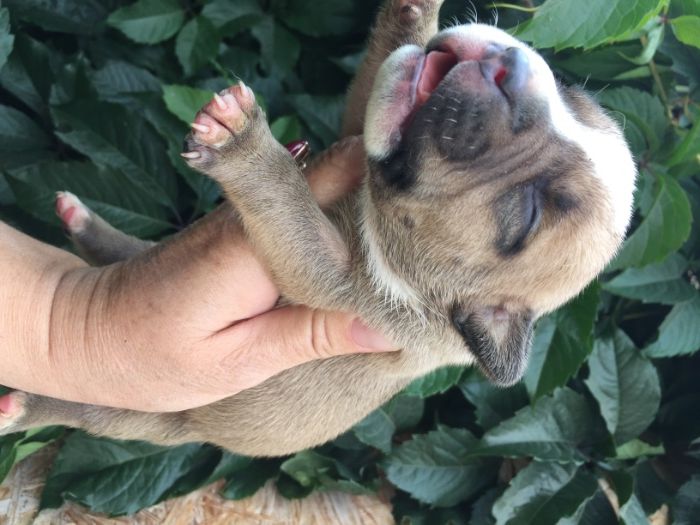 продаю щенков американский булли