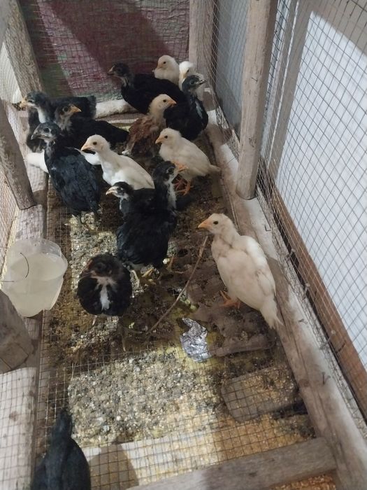 Кора шахзода жужалари