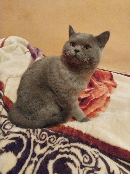 Mushuk suratidagi mollar