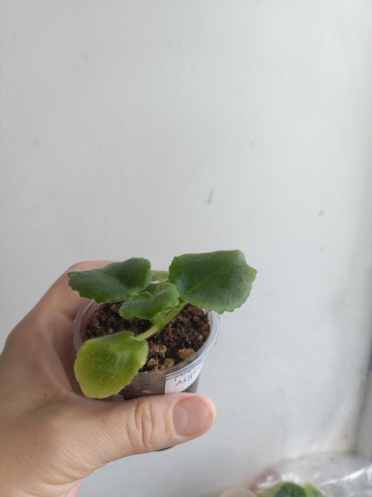 Стартеры и детки сортовых фиалок