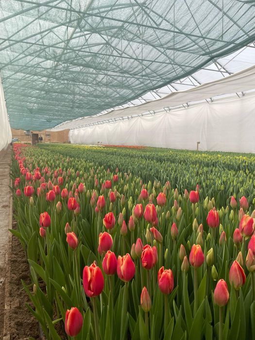 50-80см тюльпаны/предзаказ 8 марта