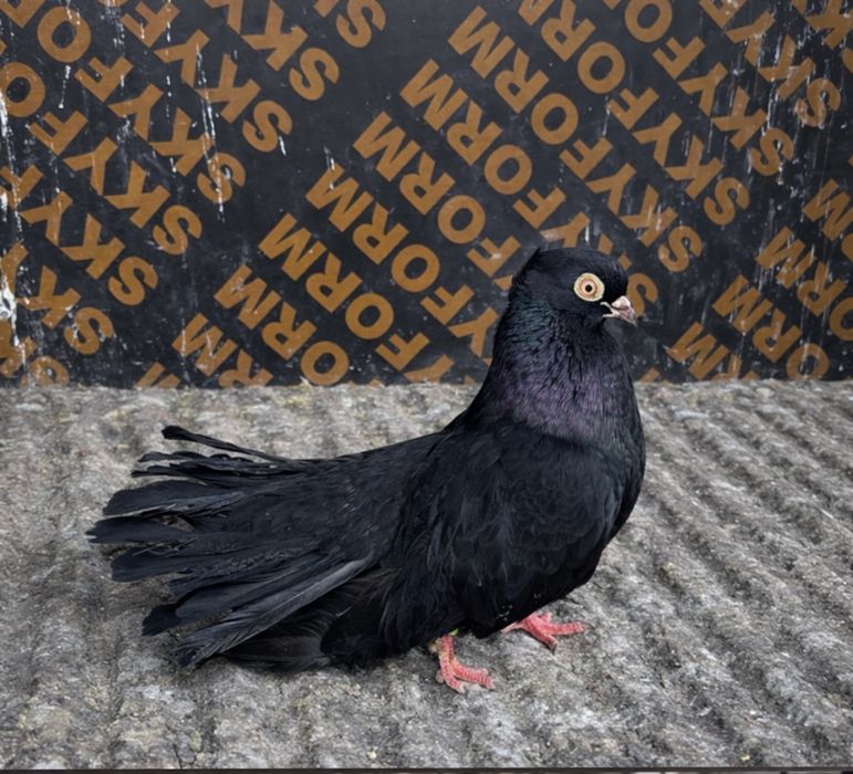 Продавам ги чифт са