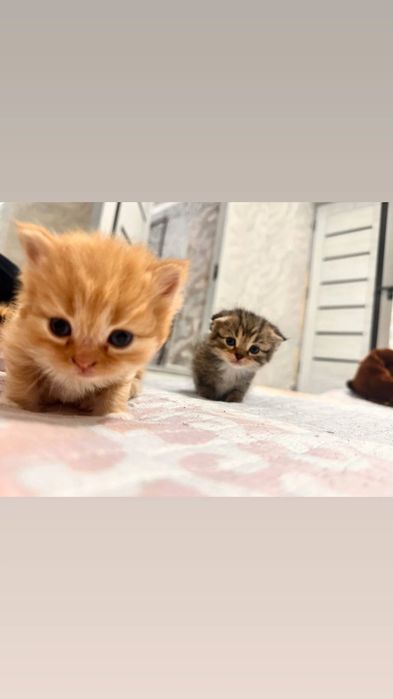 Кошка продается два месяца