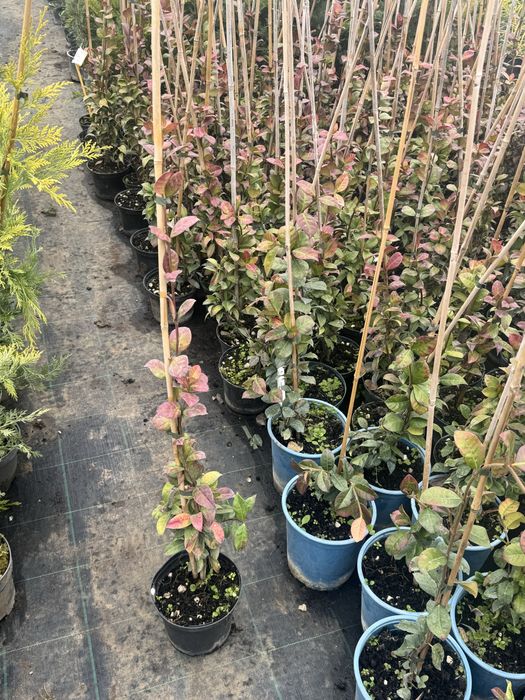 Вечнозелен жасмин