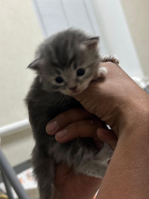 Продам породитсых котят
