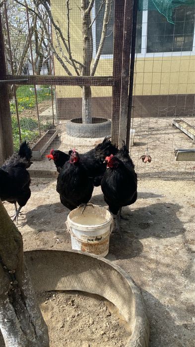 Australorp negru Araucana potarnichiu pe albastru Plymouth rockbarat gaini cocosi familii