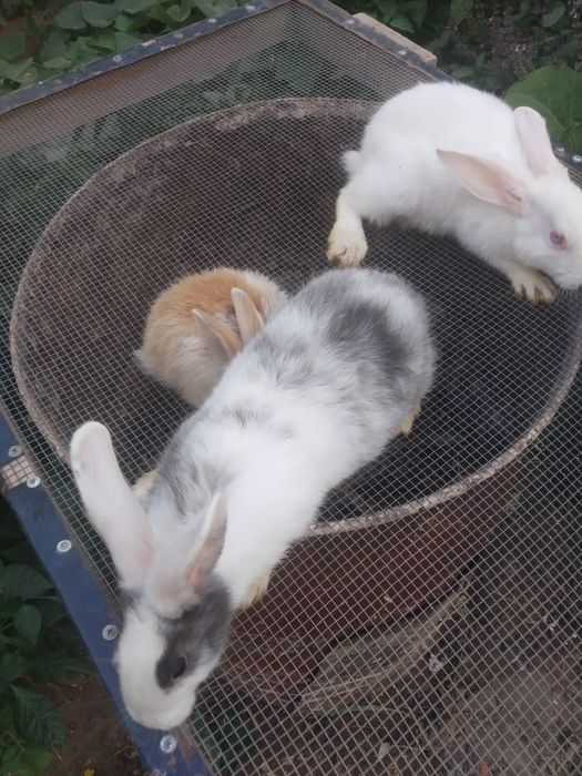 Quyon bolalari 3 oylik. 3 ta bor. Ranglari oq,oq-kulrang, koʻzlari oq