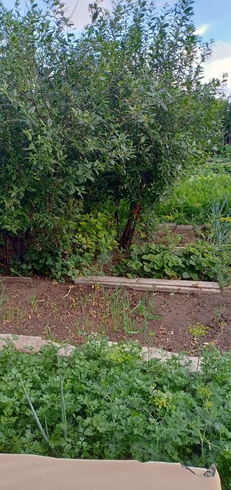 Продам дачу в Д/о Золотая осень