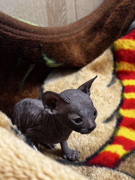 Продам донских сфинксов