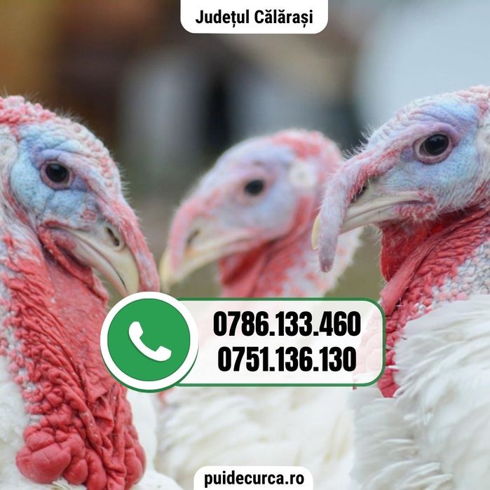 Pui curca 1.5 - 2 kg (Calarasi)