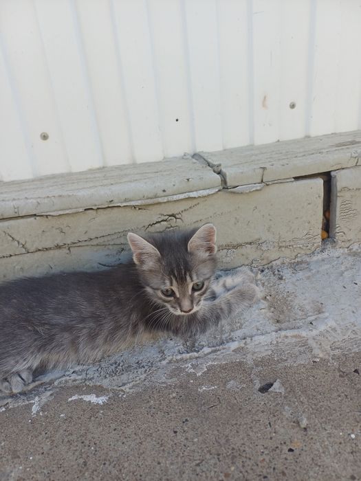 Отдам в добрые руки котят