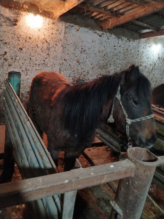 Жылкы лошадь семыз