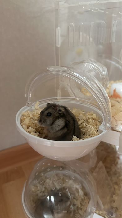 Джунгарики с клеткой